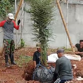 Tanam dan Pindah Tanam Kurma
