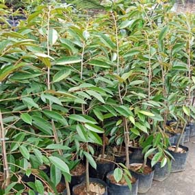 Bibit Durian Bersertifikat