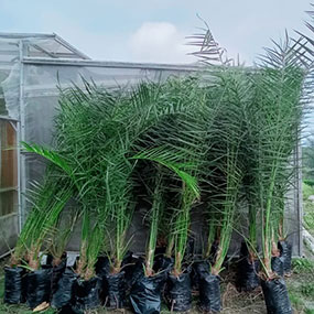 Kurma Kultur Jaringan 3 tahun