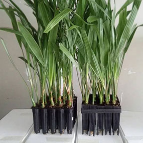 Bibit Kurma Kultur Jaringan