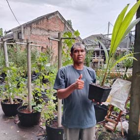 Bibit Kelapa Kopyor Kultur Jaringan